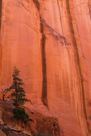 Lone conifer on a sandstone wall  -  Long Canyon, Burr Trail, Grand Staircase-Escalante National Monument, Utah