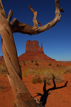 Juniper, West Mitten Butte  -  Monument Valley Navajo Tribal Park, Arizona