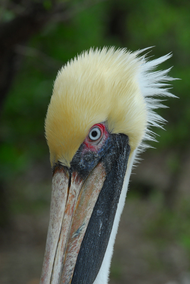Brown pelican - Tavernier, Florida