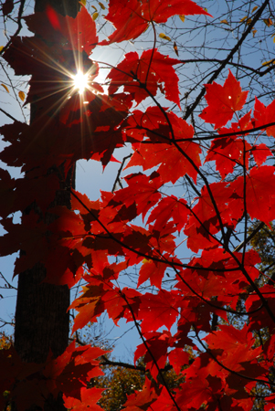 Backlit red maple leaves - Pisgah National Forest, North Carolina