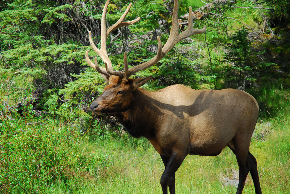 Bull Elk - Bow Valley Parkway, Banff National Park, Alberta