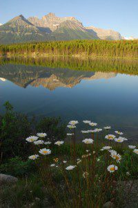 Ox-eye Daisies and Reflection - Herbert Lake - Banff National Park, Alberta