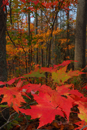 Fall colors  -  Bent Creek Experimental Forest, North Carolina