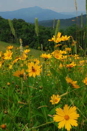 Lance-leaved coreopsis  -  Flat Top Tower Trail, Moses Cone Park, Blue Ridge Parkway, North Carolina