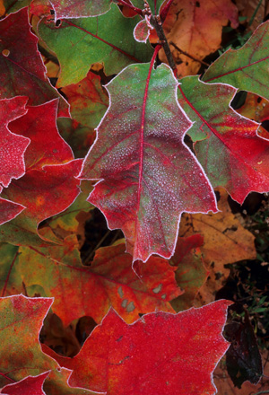 Frost-rimmed oak leaves in the fall  -  Blue Ridge Parkway, North Carolina