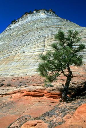 Pinyon pine, Checkerboard Mesa  -  Zion-Mt. Carmel Highway, Zion National Park, Utah