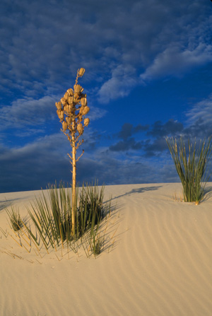 Yucca, gypsum sand dunes  -  White Sands National Park, New Mexico