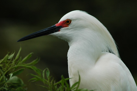 Snowy egret with breeding plumage - St. John’s County, Florida