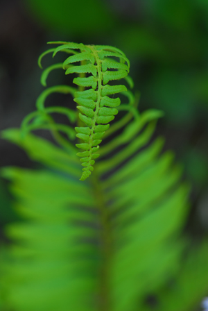 Fern  -  Porters Creek Trail, Greenbrier Section, Great Smoky Mountains National Park, Tennessee
