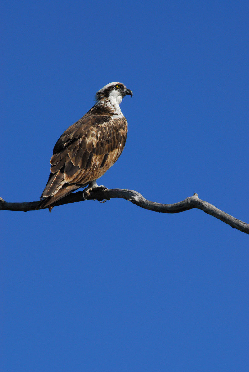 Osprey - Ding Darling National Wildlife Refuge, Florida