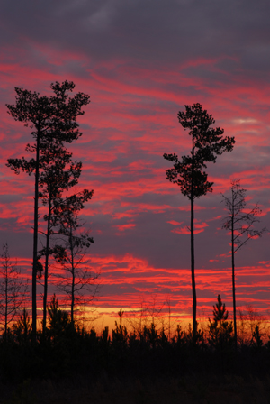 Pre-sunrise light and silhouettes  -  Greenville County, South Carolina