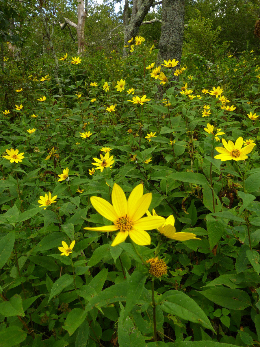 Tickseed sunflower  -  Fryingpan Gap, Blue Ridge Parkway, North Carolina