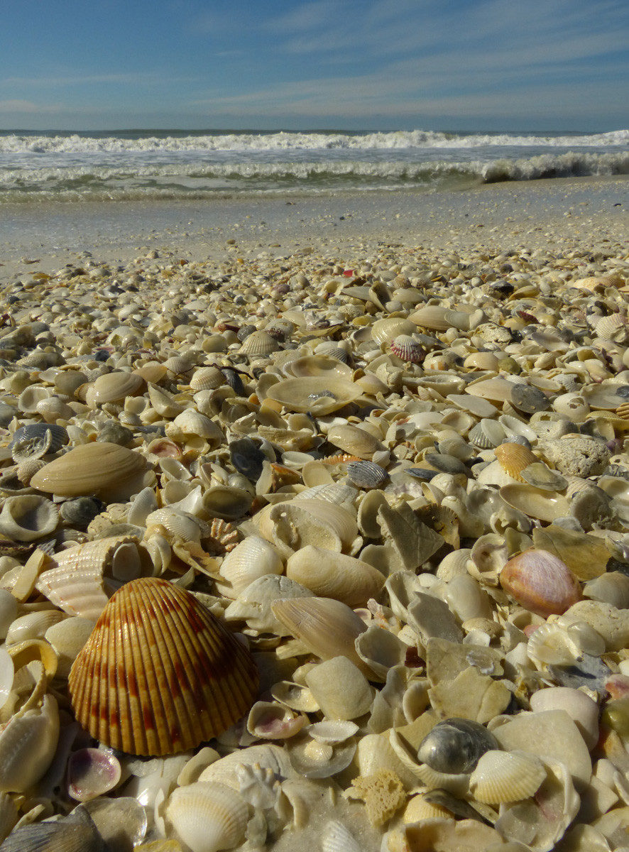 Shells and surf  -  Tigertail Beach, Collier County, Florida