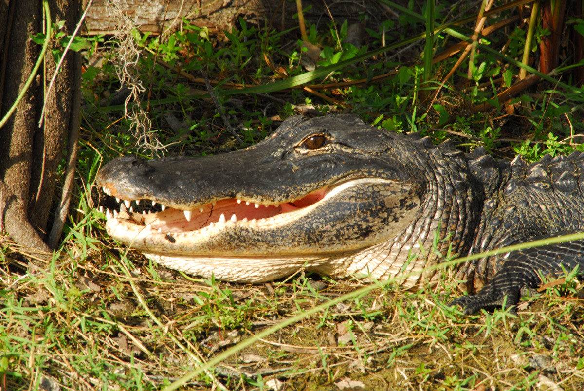 Alligator - H.P. Williams Wayside Park, Big Cypress National Preserve, Florida