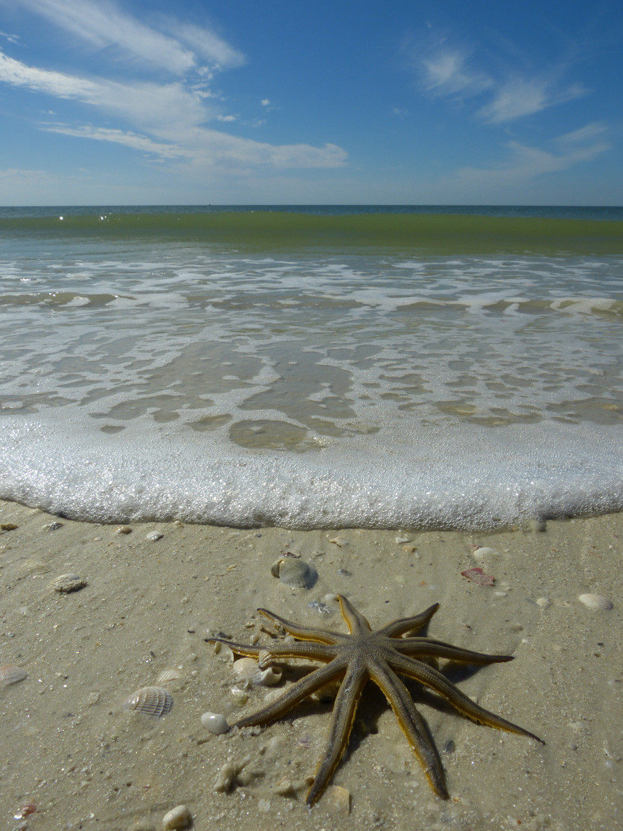 Sea Star - Lovers Key State Park, Florida