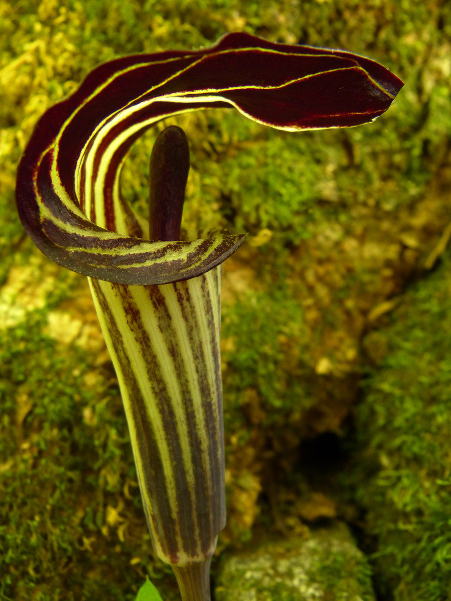 Jack-in-the-pulpit - High Shoals Falls Loop Trail, South Mountains State Park, North Carolina
