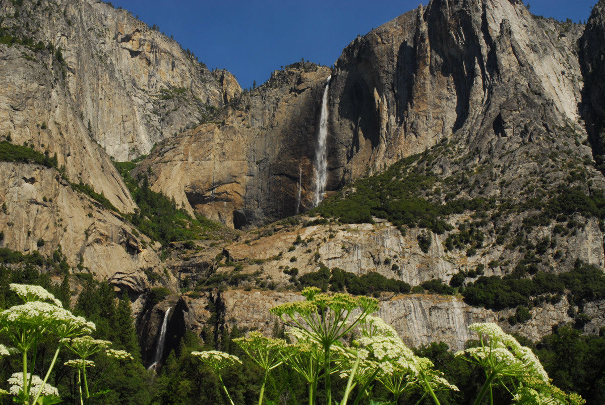 Upper and Lower Yosemite Fall, cow parsnip  -  from Cook’s Meadow, Yosemite Valley, Yosemite National Park, California