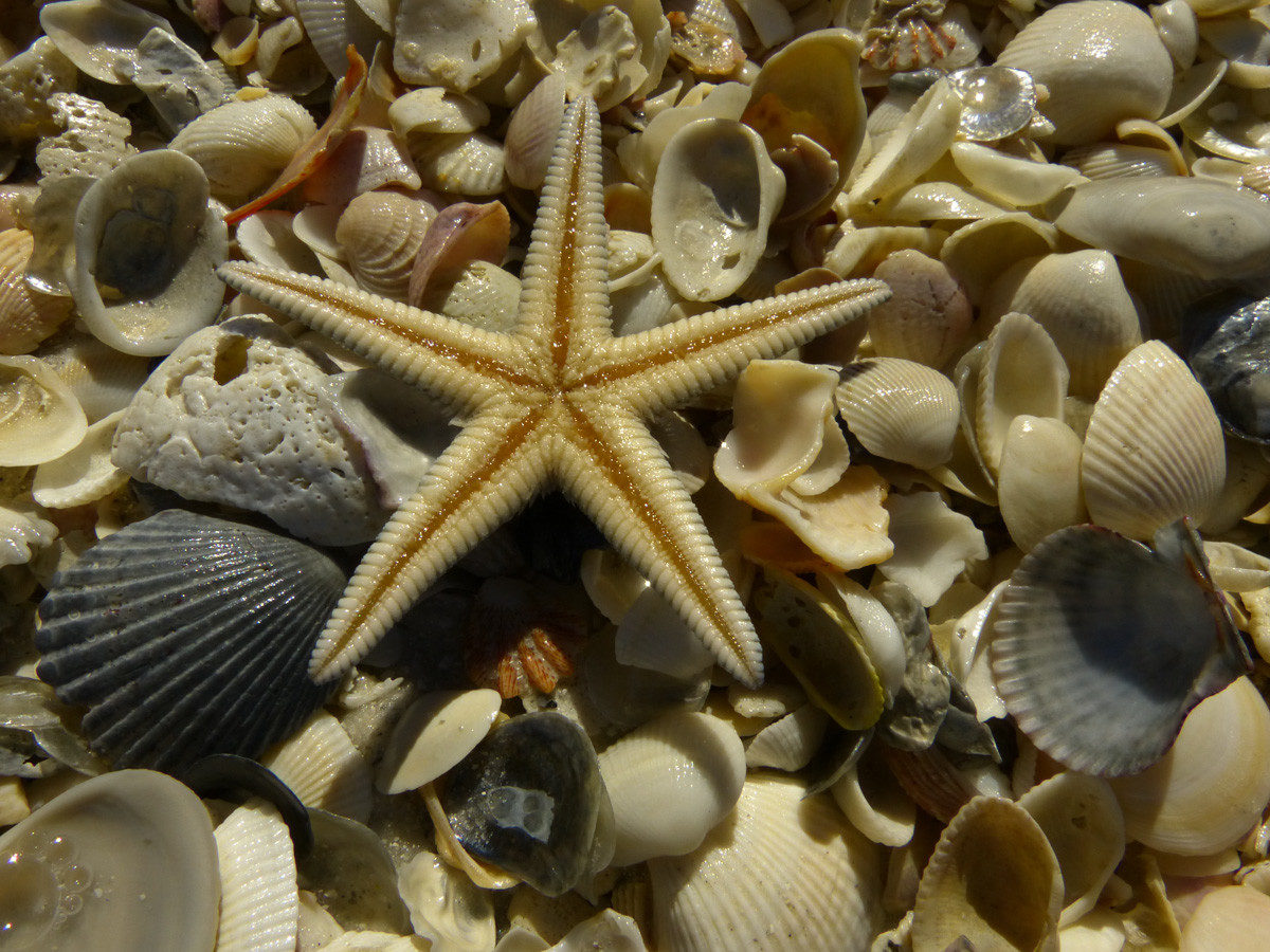 Lined sea star, shells  -  Tigertail Beach, Collier County, Florida