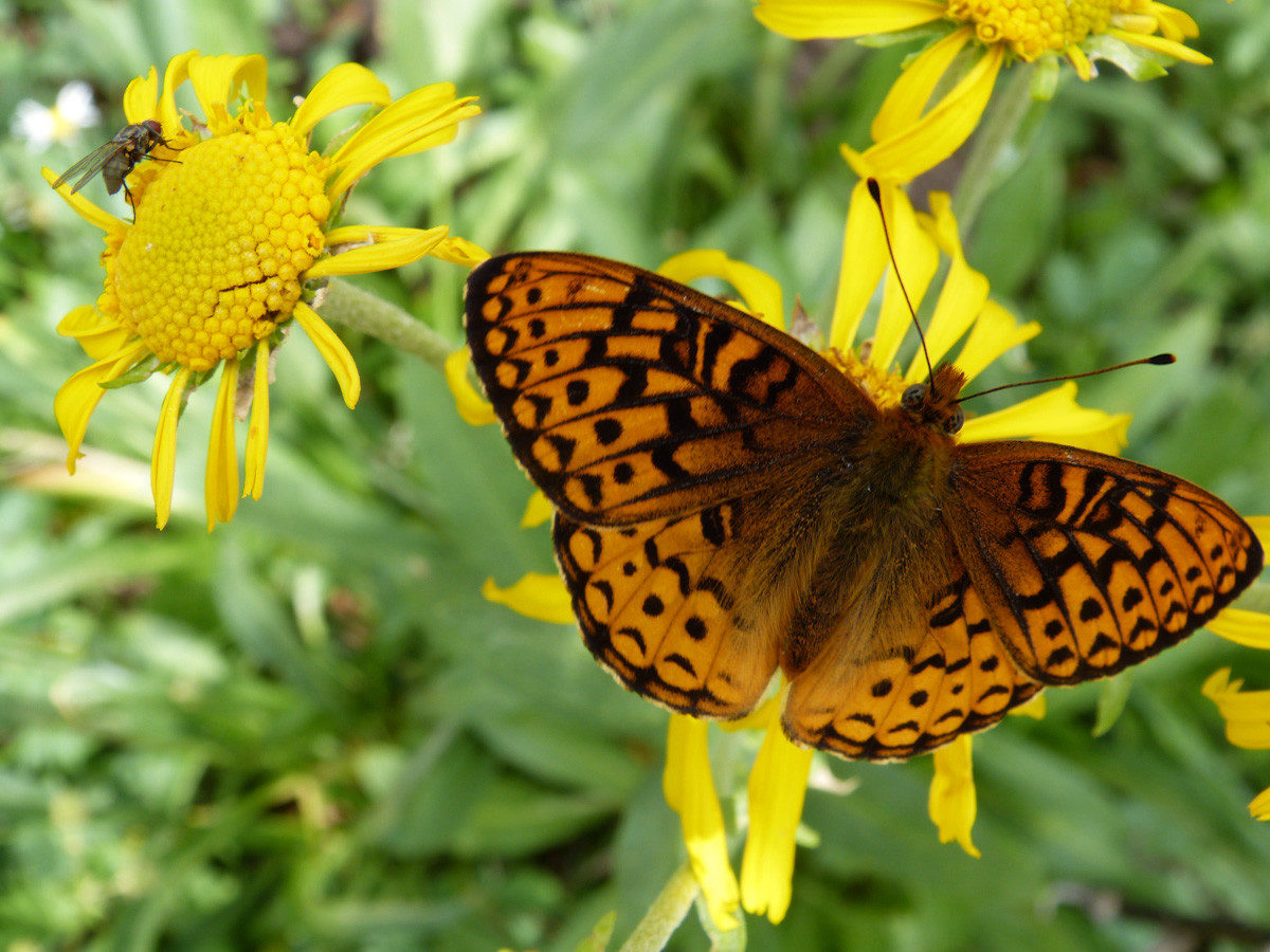 Aphrodite Fritillary butterfly  -  Blue Lakes Trail, Uncompahgre National Forest, Colorado  