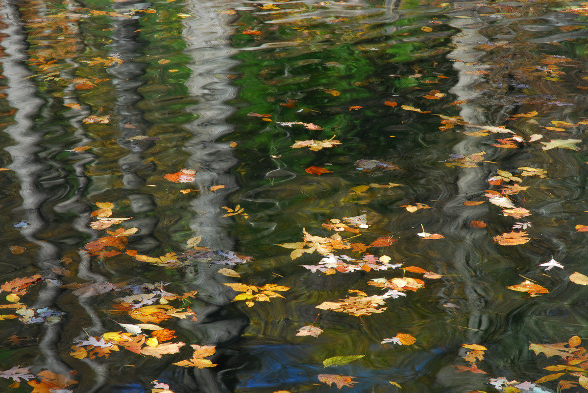 Fall color reflection in the Trout Pond - Jones Gap State Park, South Carolina