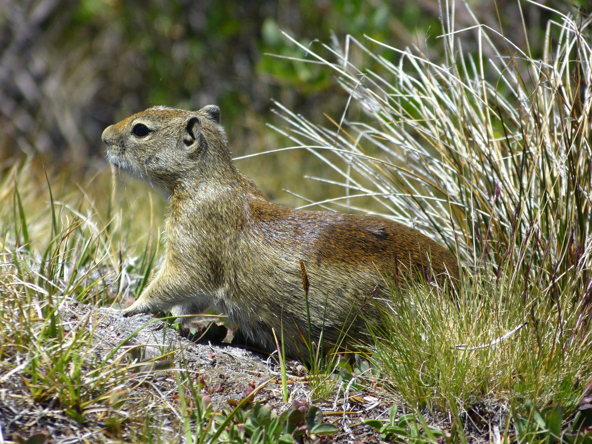 Belding Ground Squirrel - Soda Springs Trail, Yosemite National Park, California