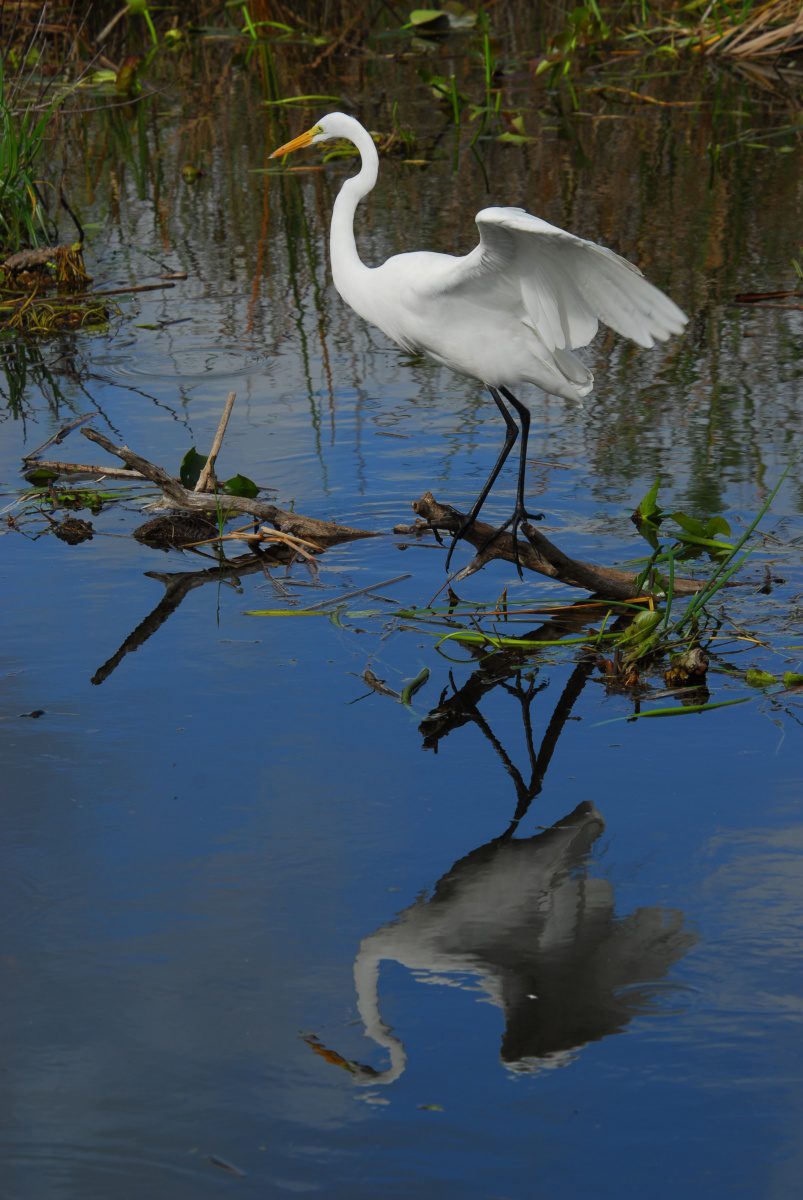 Great egret w/ reflection - Anhinga Trail, Everglades National Park, Florida