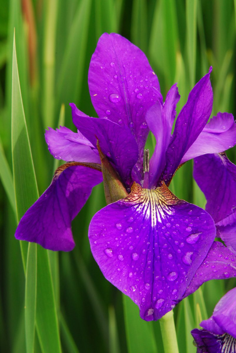 Siberian iris - Norfolk Botanical Garden - Norfolk, Virginia