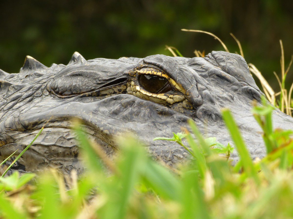 American alligator  -  Shark Valley, Everglades National Park, Florida