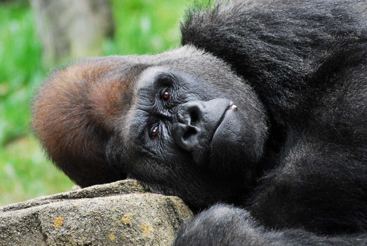 Western lowland gorilla  -  Cincinnati Zoo and Botanical Garden, Cincinnati, Ohio