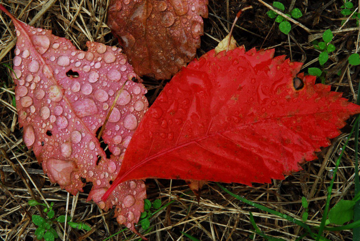 Raindrops on fall leaves - Foothills Parkway (east section), Great Smoky Mountains National Park, Tennessee