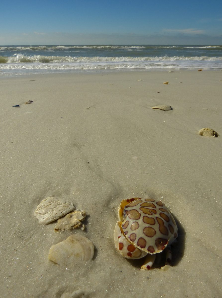 Crab shell - Tigertail Beach, Collier County, Florida