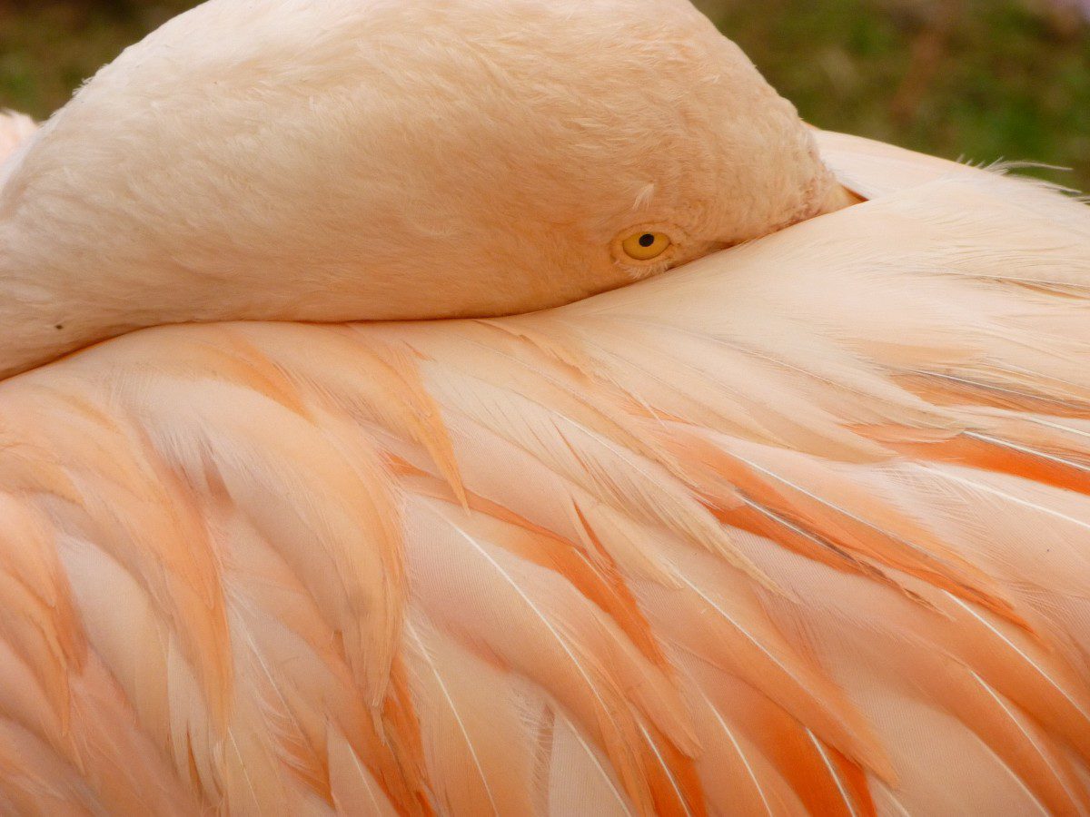 Chilean flamingo - North Carolina Zoological Park, Asheboro, North Carolina