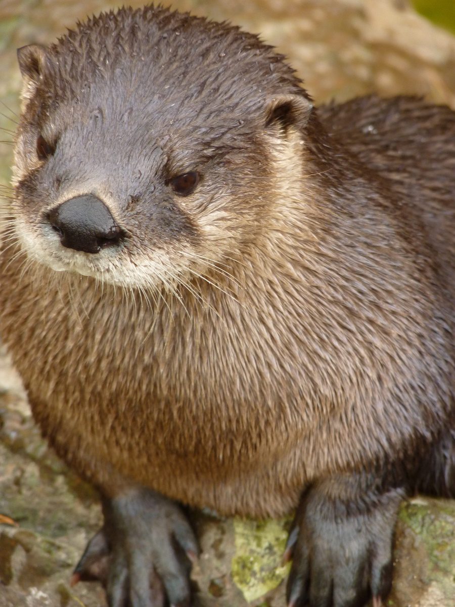 North American river otter - North Carolina Zoological Park - Asheboro, North Carolina