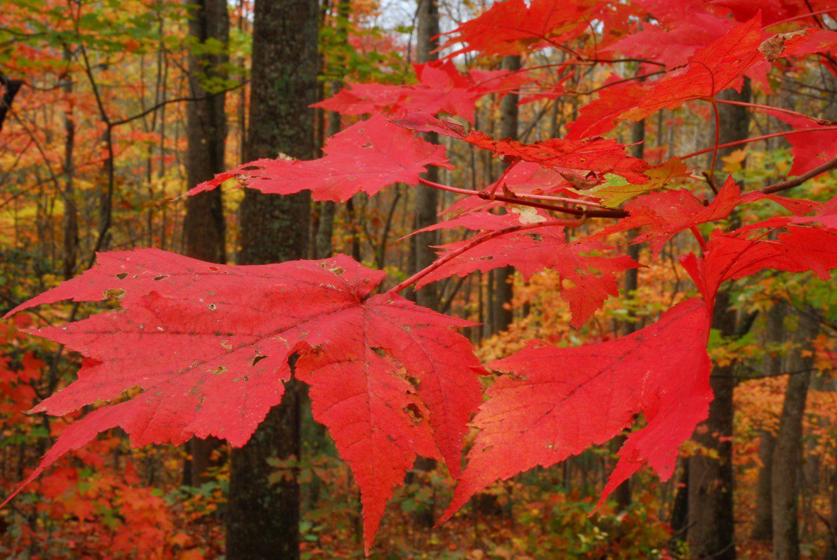 Red maple leaves   -  Bent Creek Experimental Forest, North Carolina  [2010]