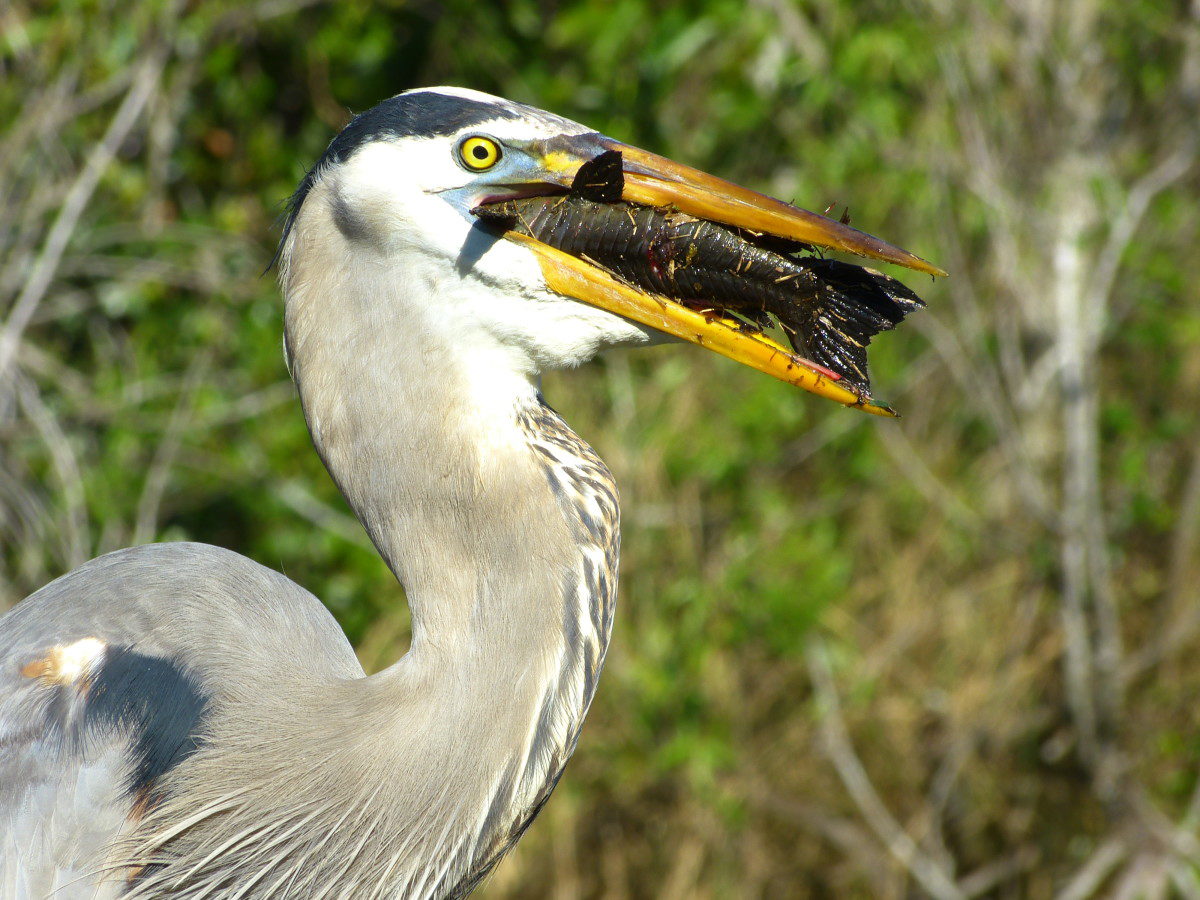 Great Blue Heron with Catfish  -  Shark Valley area  -  Everglades National Park, Florida