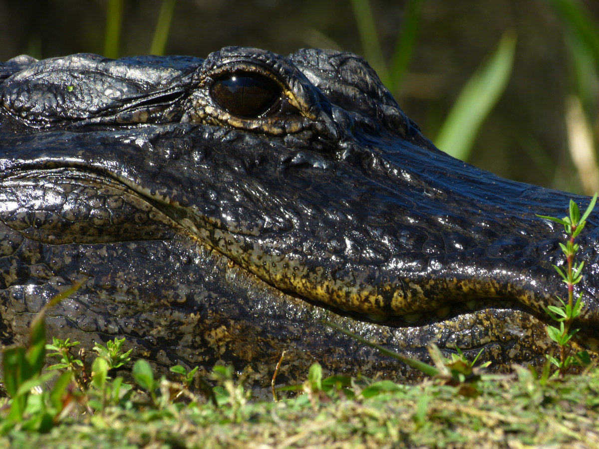 American Alligator  -  Shark Valley area  -  Everglades National Park, Florida