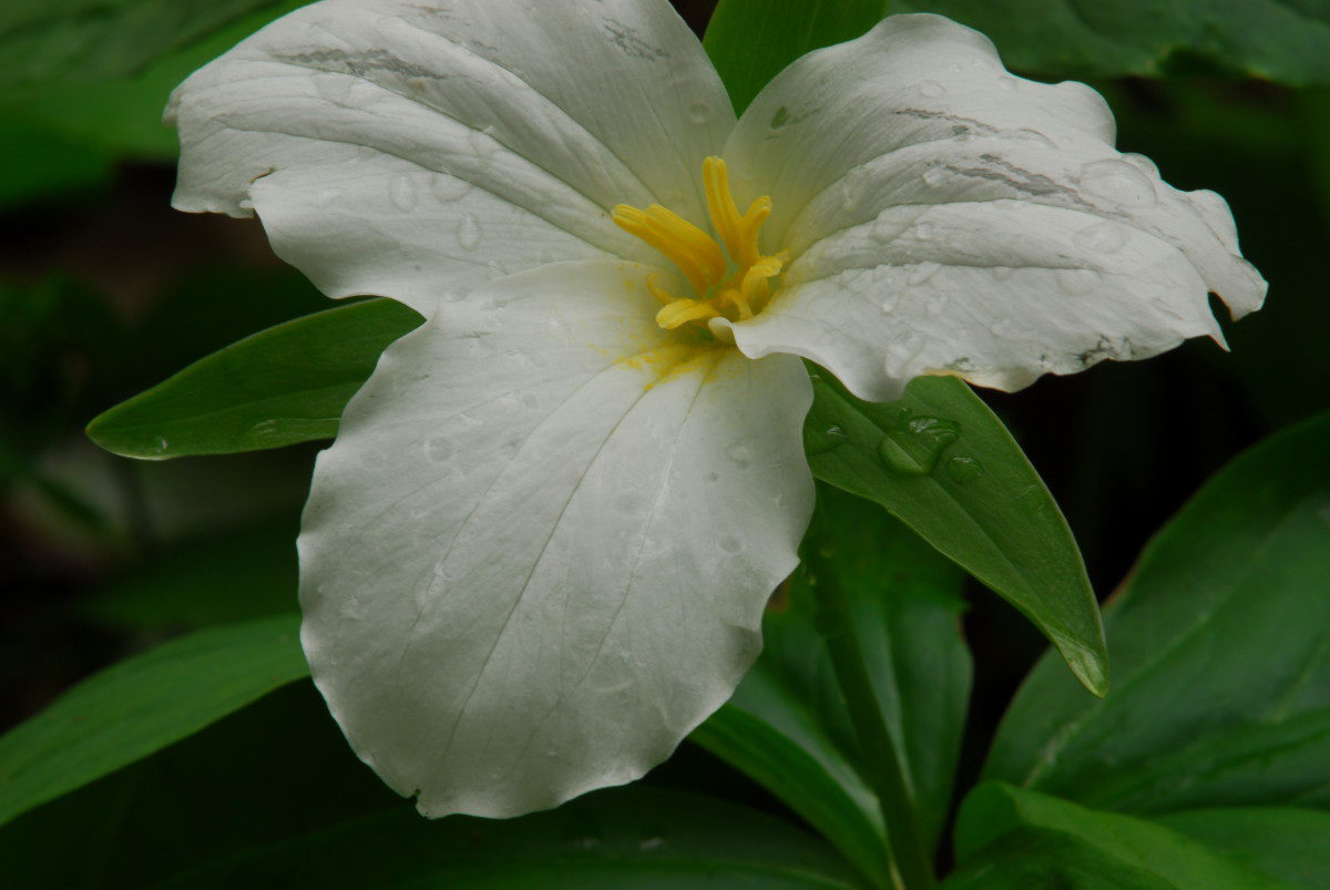 Large-flowered Trillium  -  Cove Hardwoods Nature Trail, Chimneys Picnic Area, Great Smoky Mountains National Park, Tennessee