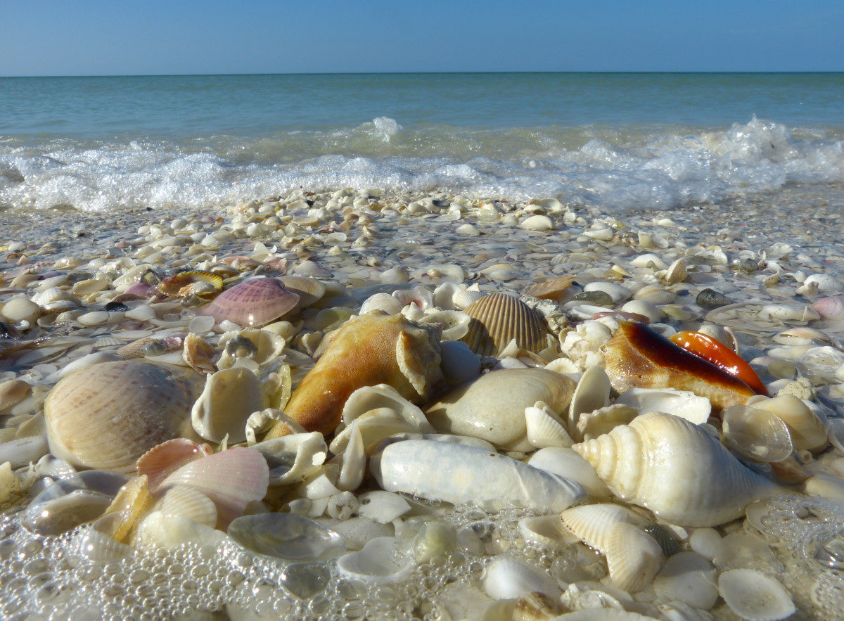 Shells and surf - Tigertail Beach County Park, Collier County, Florida