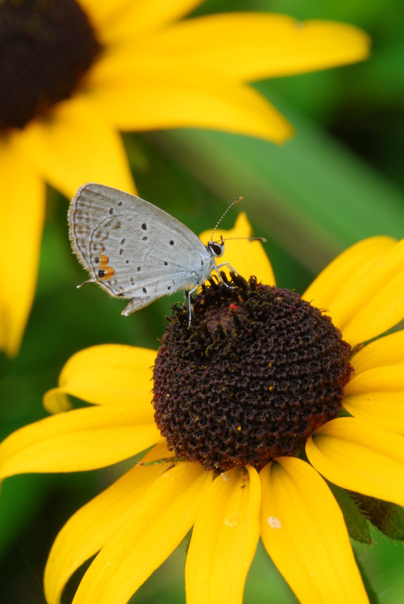 Eastern tailed-blue butterfly, Black-eyed Susans - Blue Ridge Parkway, North Carolina
