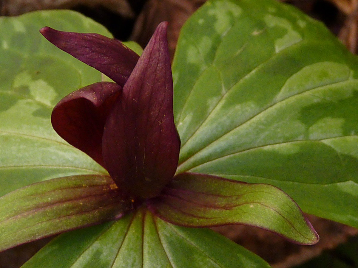 Little Sweet Betsy (Trillium cuneatum) - Station Cove Falls Trail - Sumter National Forest, South Carolina