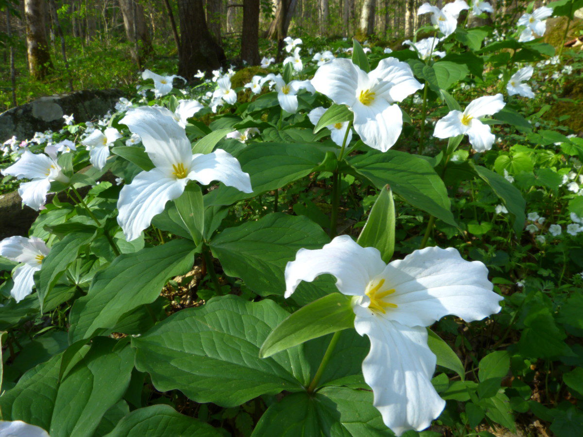 Large-flowered Trillium - Cove Hardwoods Nature Trail, Chimneys Picnic Area, Great Smoky Mountains National Park, Tennessee