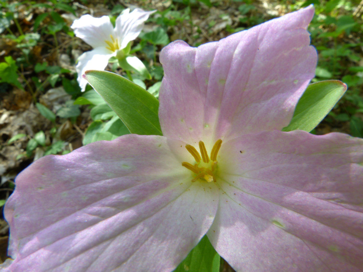 Large-flowered Trillium  -  Cove Hardwoods Nature Trail, Great Smoky Mountains National Park, Tennessee
