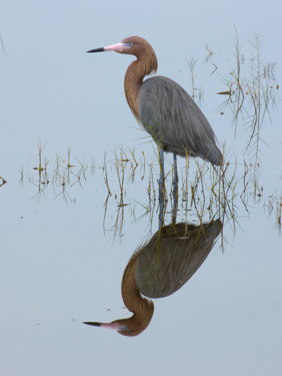 Reddish Egret  -  Black Point Wildlife Drive, Merritt Island National Wildlife Refuge, Florida