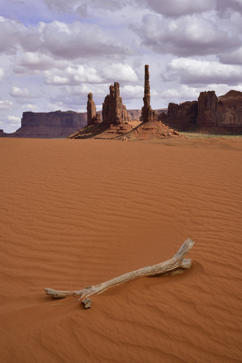 Bleached Limb, Sand Dune, Totem Pole - Monument Valley Navajo Tribal Park, Arizona