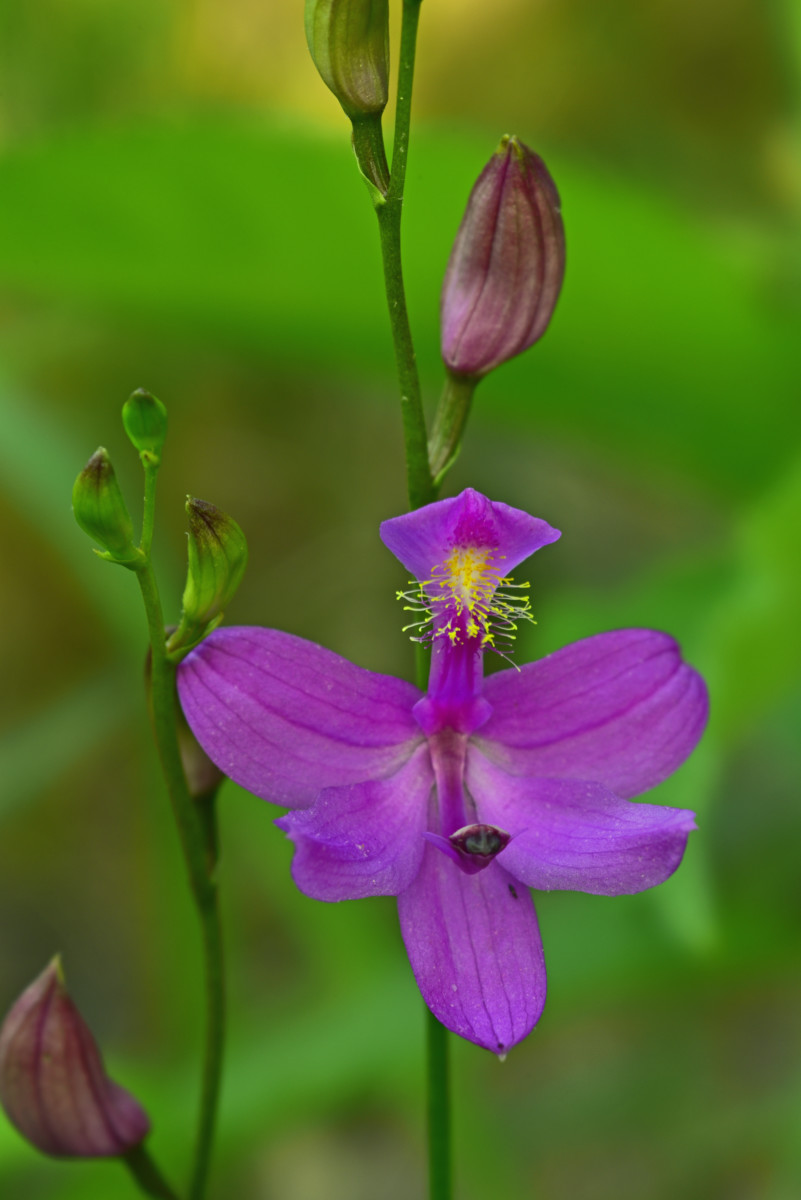 Grass Pink  -  Ashmore Heritage Preserve, Mountain Bridge Wilderness Area, South Carolina