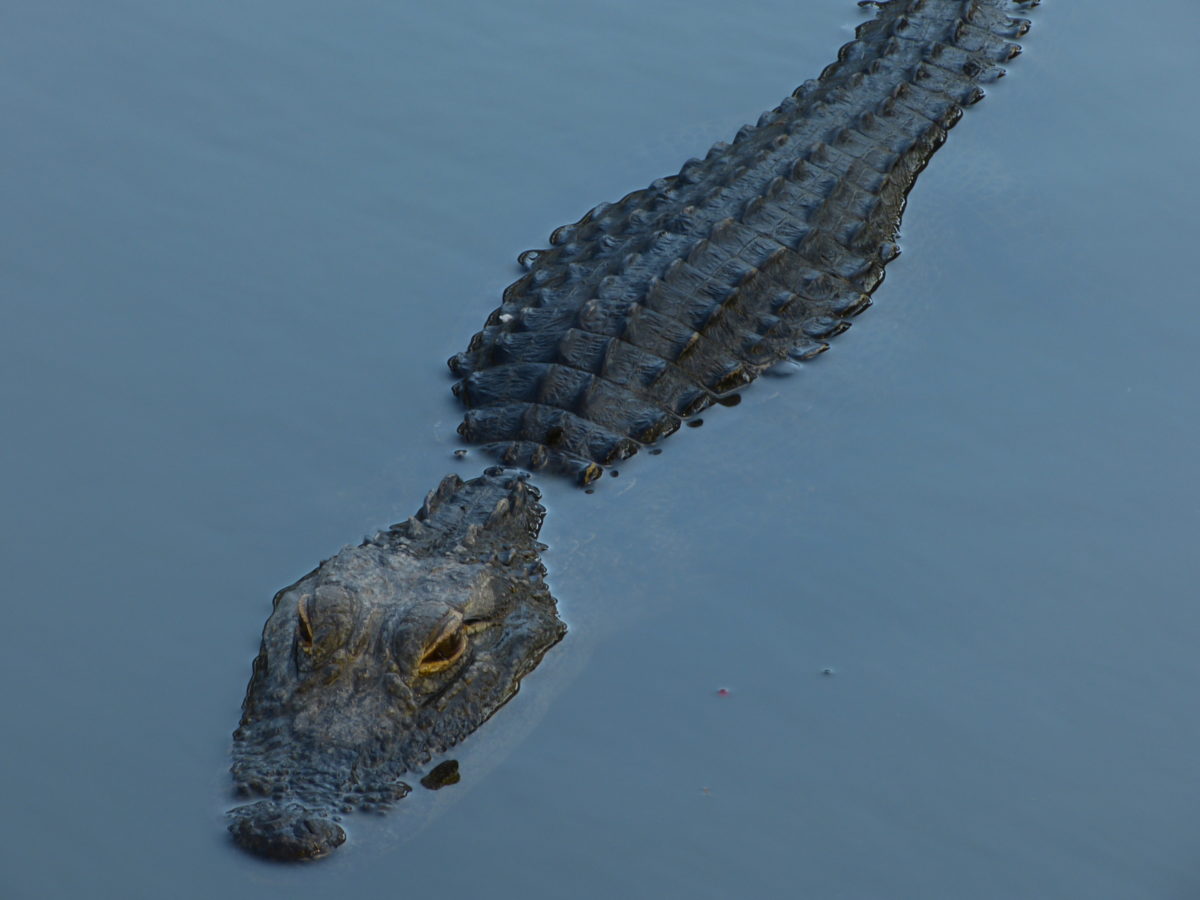 American alligator  -  Gatorland, Orlando, Florida 