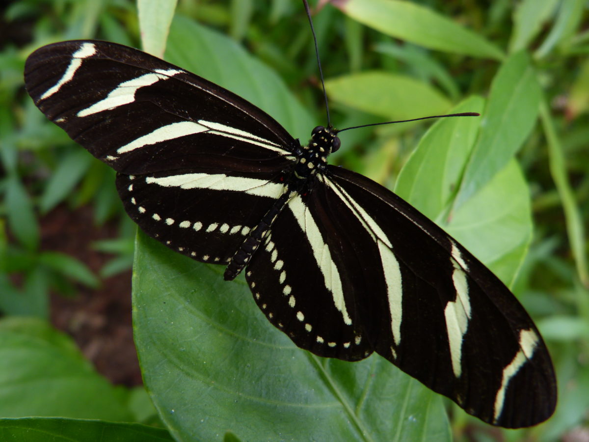 Zebra longwing butterfly -  Naples Botanical Garden, Naples, Florida  