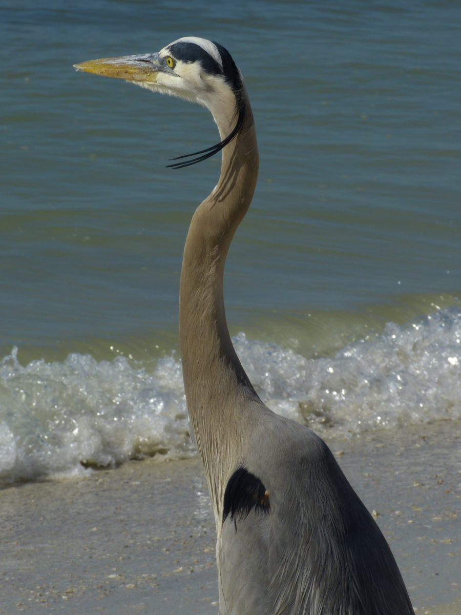 Great blue heron - Lovers Key State Park, Florida