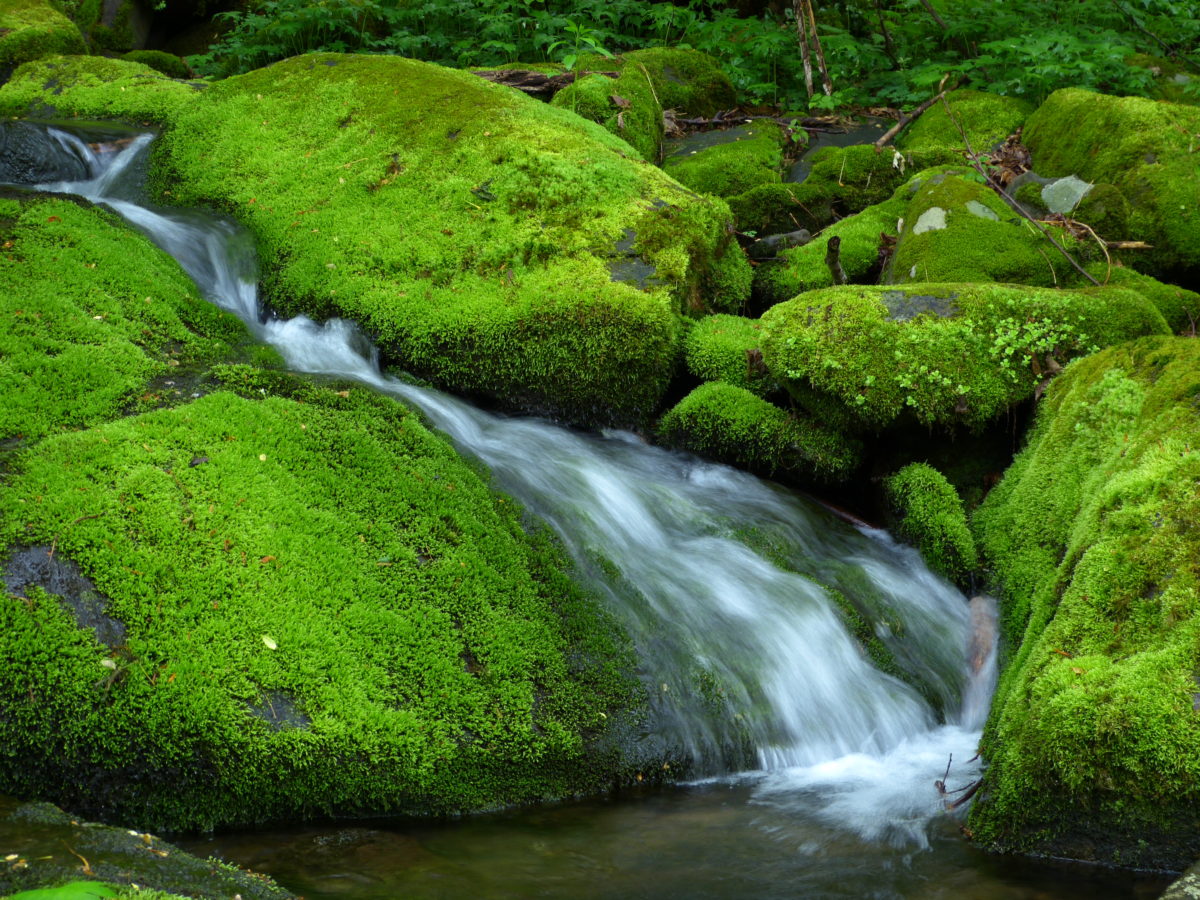 Stream and moss-covered rocks  -  Great Smoky Mountains National Park, Tennessee