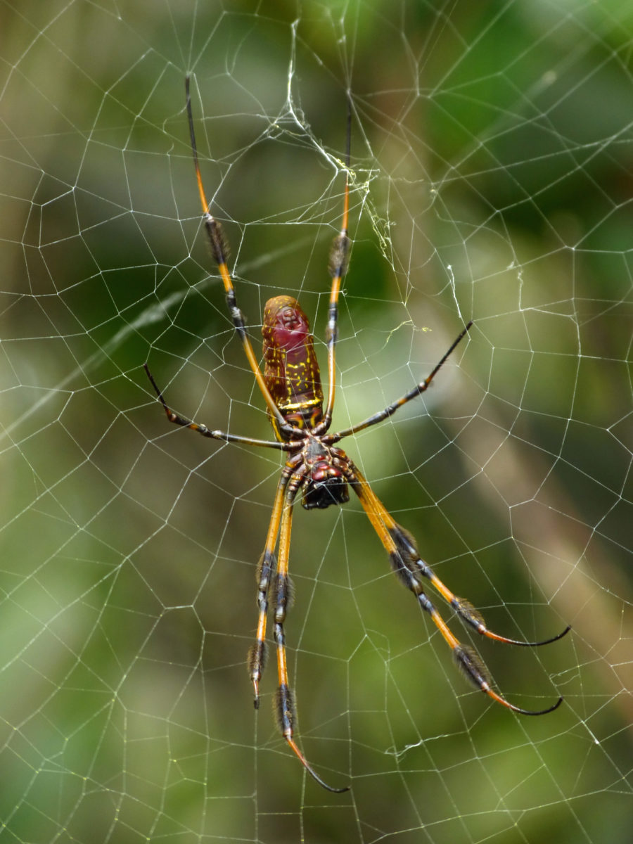 Golden Orb Spider - Shark Valley - Everglades National Park, Florida